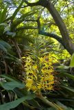 Hedychium gardnerianum