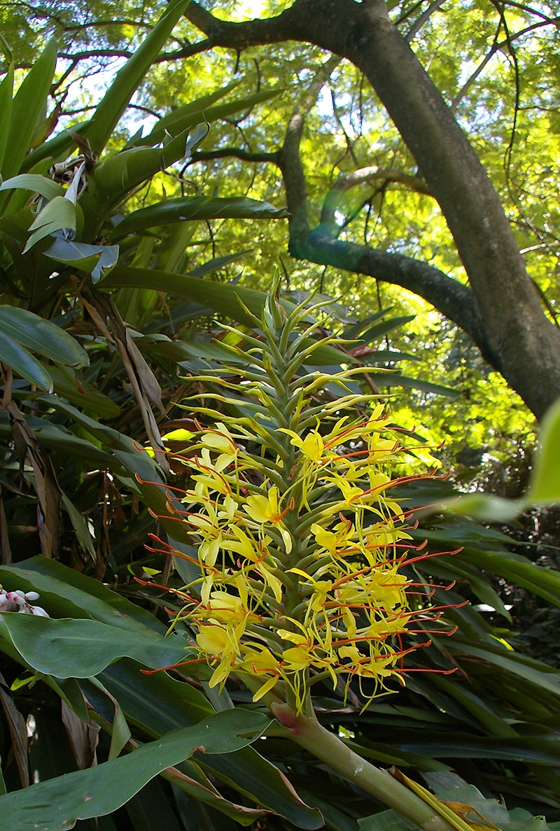 Изображение особи Hedychium gardnerianum.