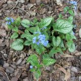 Brunnera macrophylla. Цветущее растение ('Jack Frost'). Беларусь, г. Минск, клумба рынка \"Свелта\", в культуре. 06.05.2017.