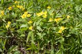 Anemone ranunculoides. Цветущие растения. Псковская обл., Себежский р-н, окр. дер. Ливица, опушка смешанного елово-мелколиственного леса у шоссе. 06.05.2017.