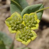 Bupleurum subovatum