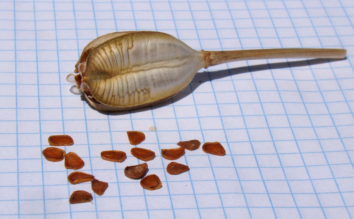 Image of Tulipa humilis specimen.