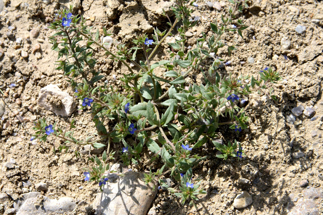 Image of Veronica campylopoda specimen.