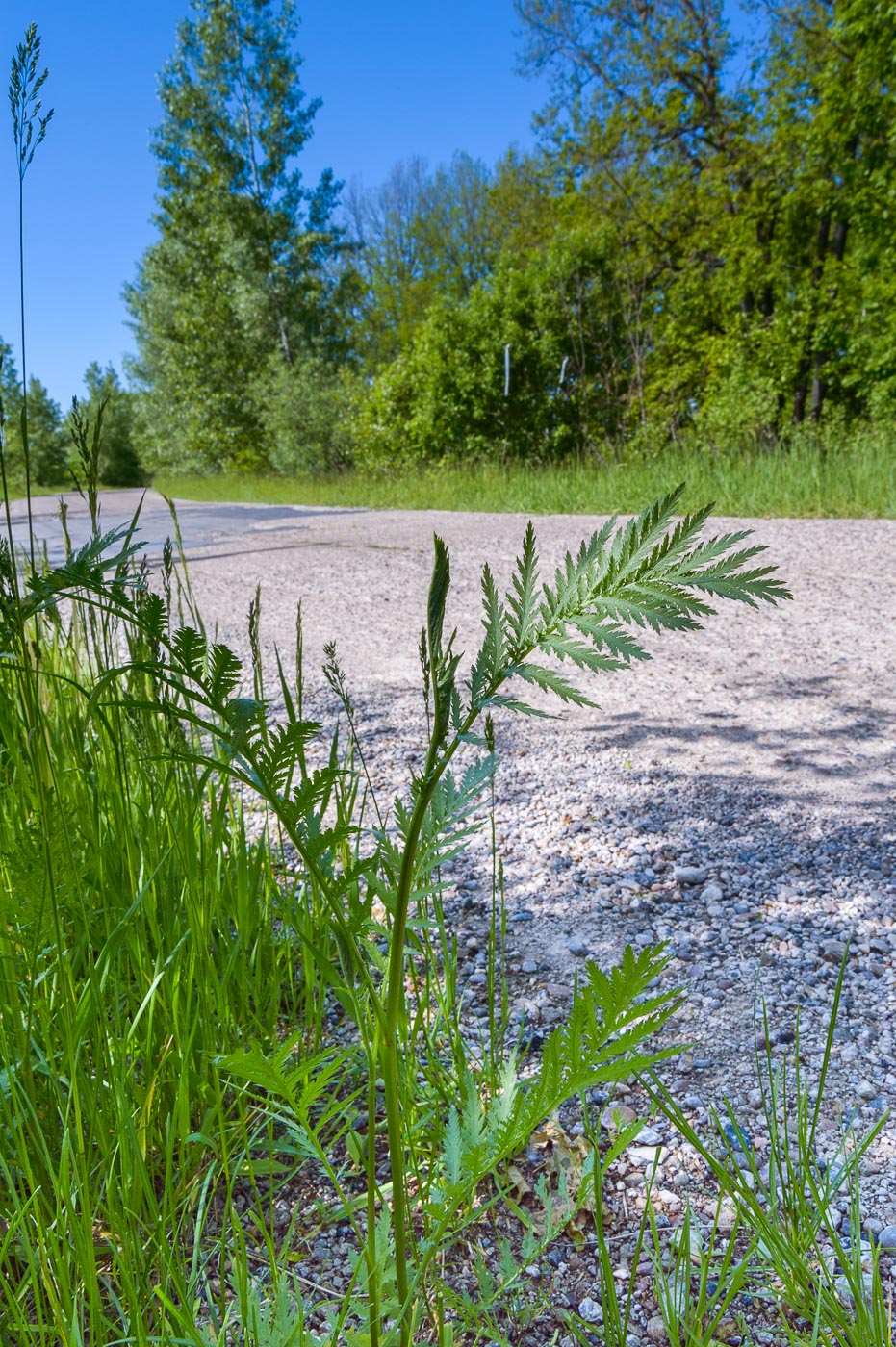 Изображение особи Tanacetum vulgare.