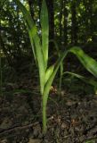 Colchicum umbrosum. Плодоносящее растение. Крым, окр. Алушты, гора Урага, дубовый лес. 4 июня 2017 г.
