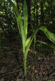 Colchicum umbrosum