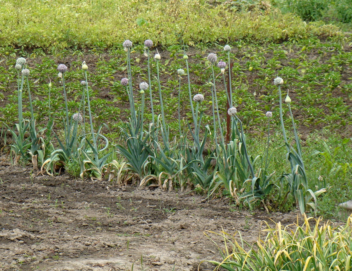 Image of Allium porrum specimen.