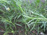 Peganum harmala