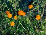 Trollius asiaticus