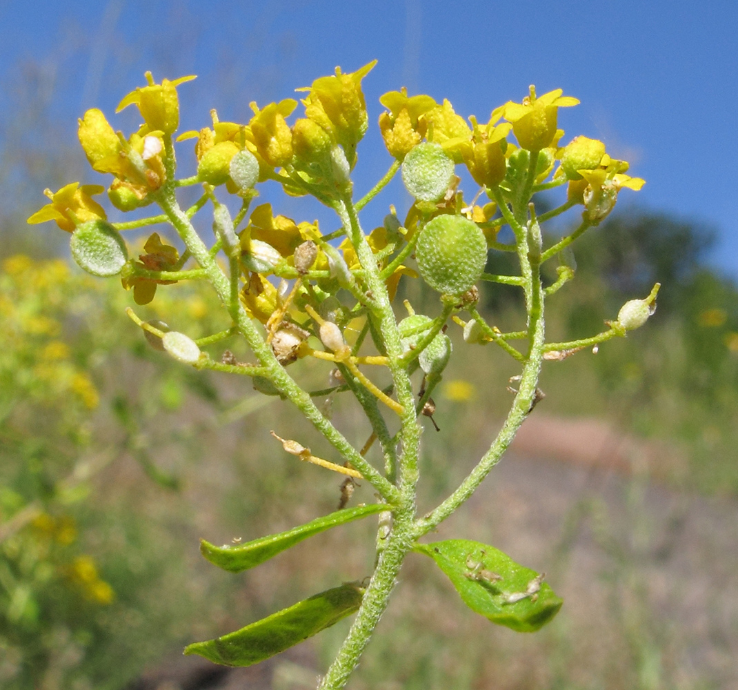 Изображение особи Odontarrhena muralis.