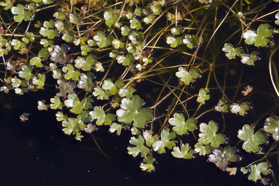 Изображение особи Ranunculus sceleratus.