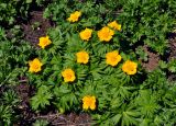 Trollius ranunculinus