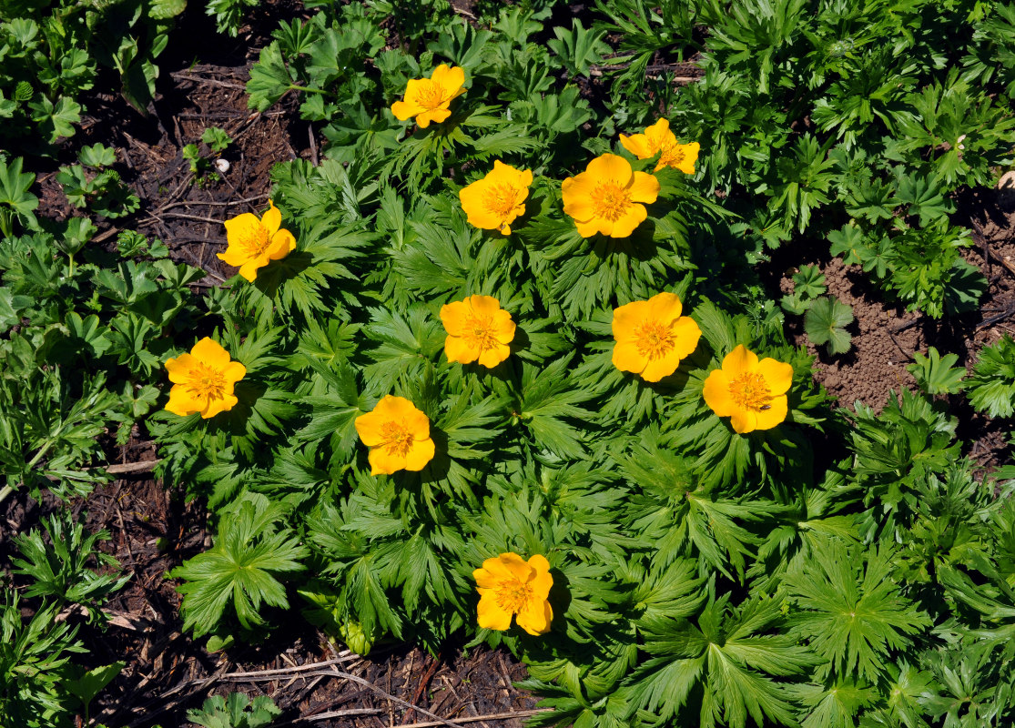 Image of Trollius ranunculinus specimen.