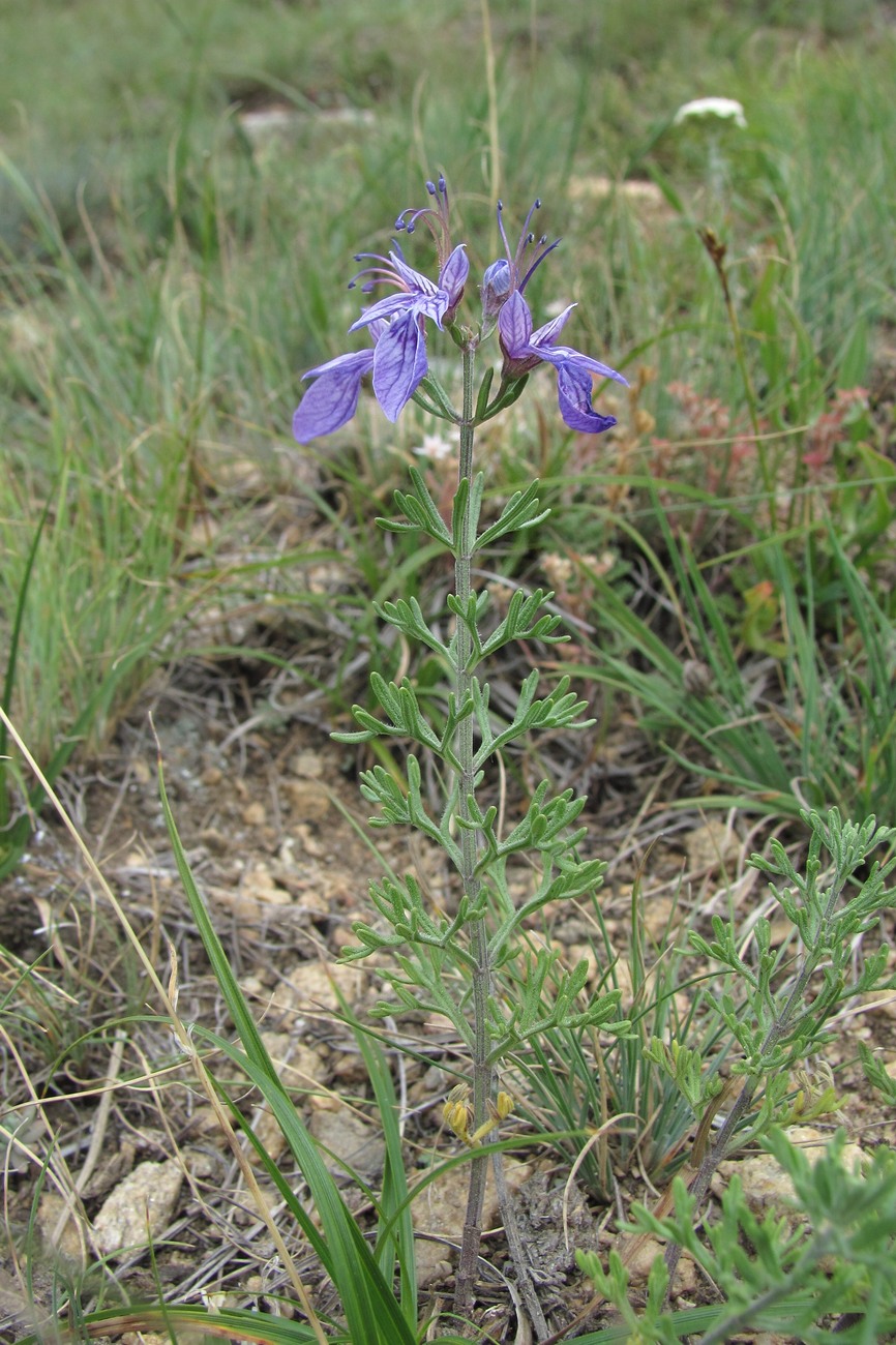 Изображение особи Teucrium orientale.