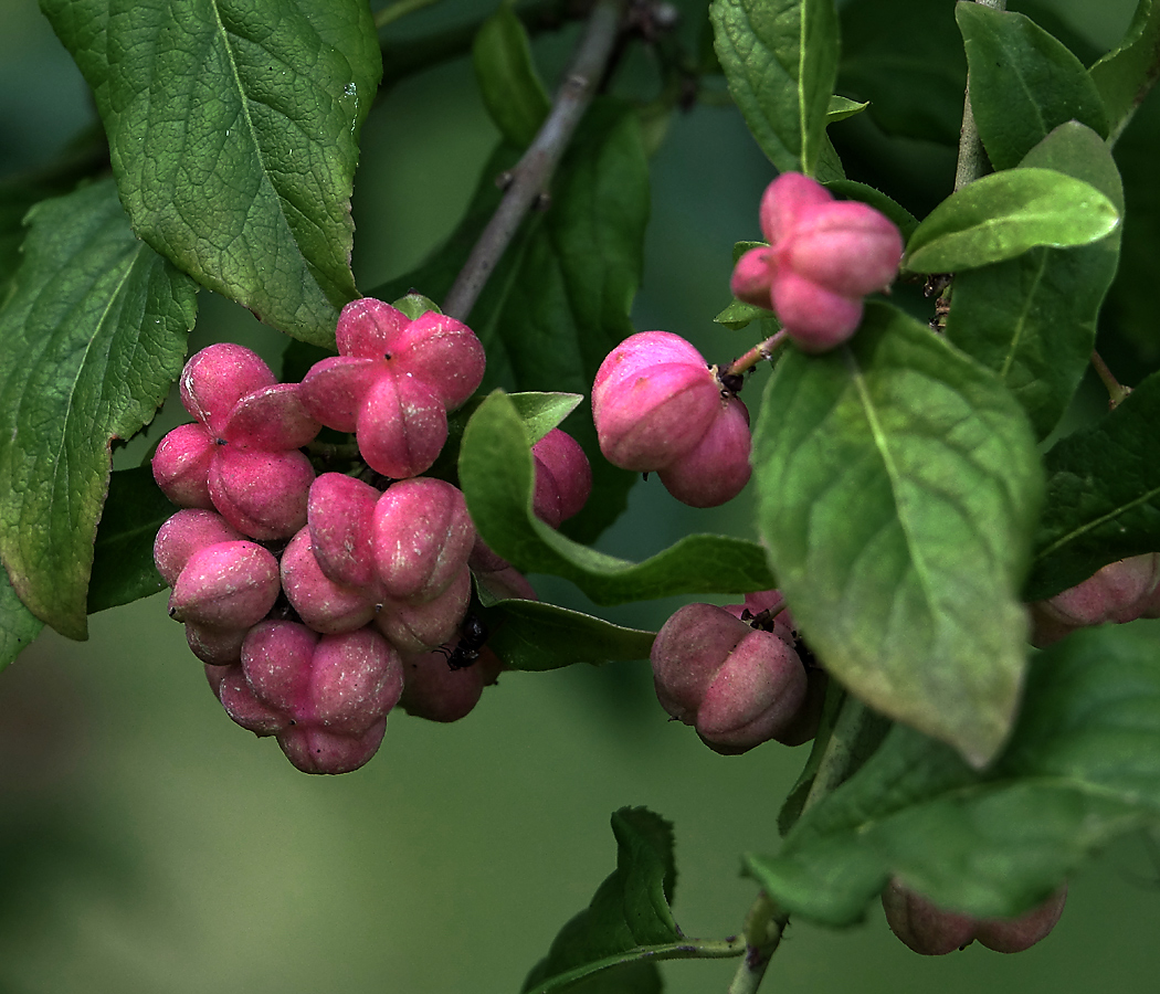 Изображение особи Euonymus europaeus.