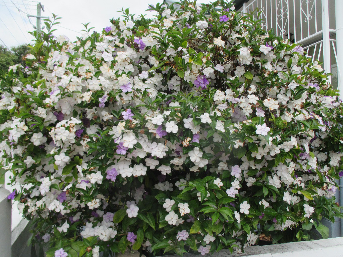 Изображение особи Brunfelsia australis.