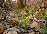 Gagea lutea. Цветущее растение в смешанном лесу. Чувашия, окрестности г. Шумерля, пойма р. Паланка. 6 апреля 2008 г.