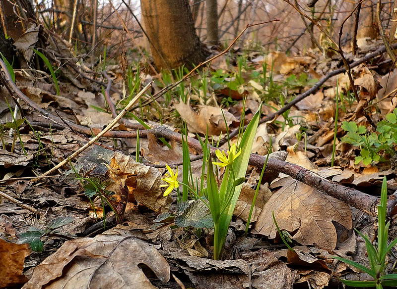 Изображение особи Gagea lutea.