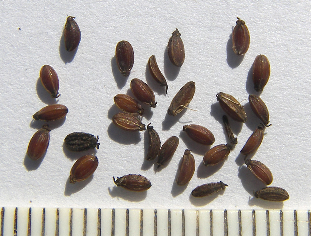 Image of Bupleurum falcatum specimen.