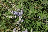 Vitex agnus-castus