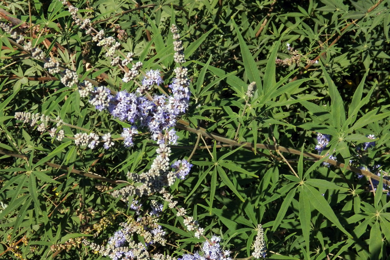 Изображение особи Vitex agnus-castus.