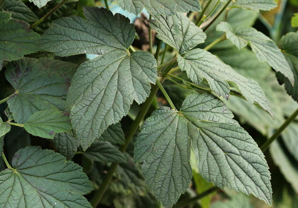 Image of Anemone hupehensis specimen.