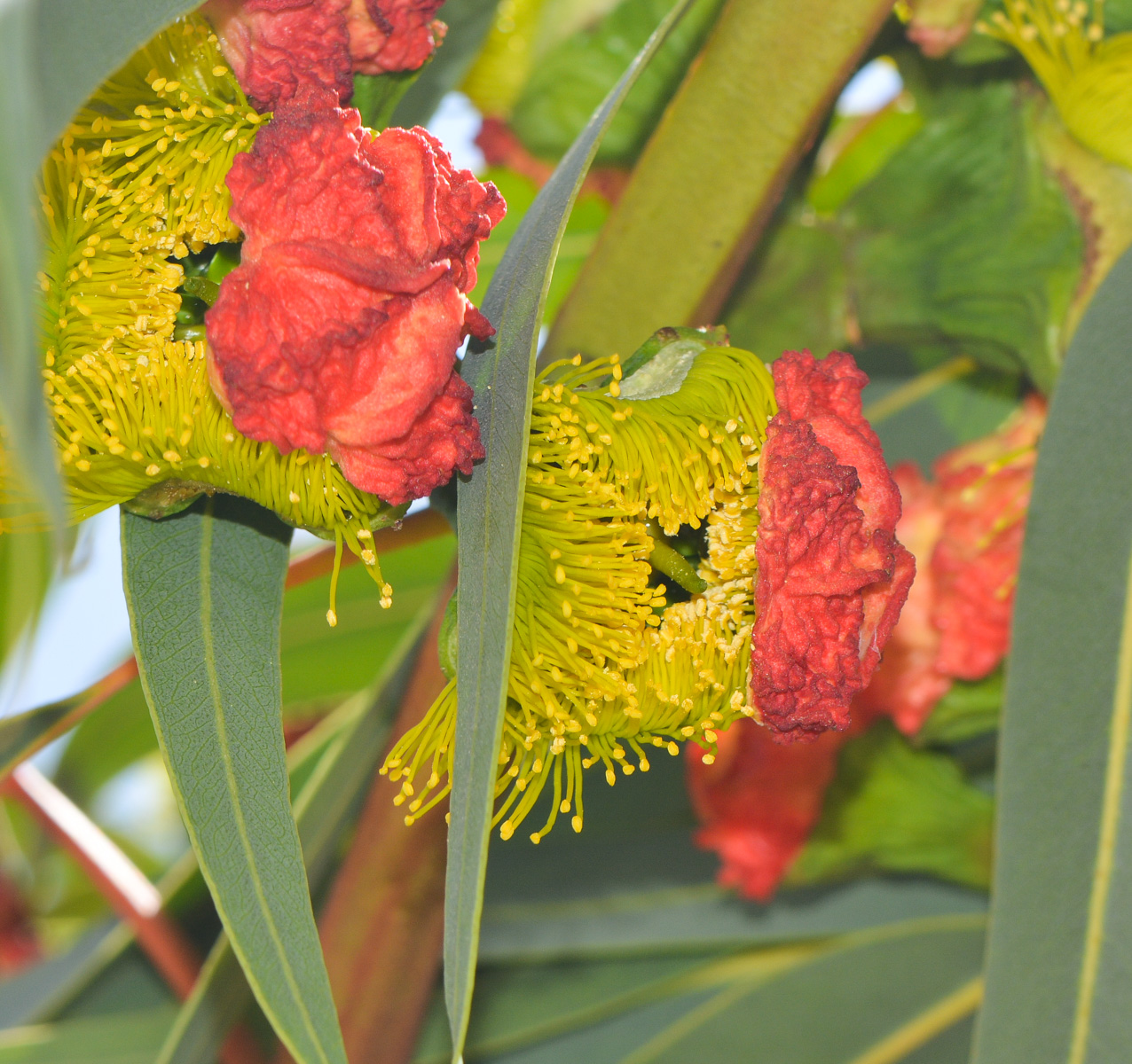 Изображение особи Eucalyptus erythrocorys.