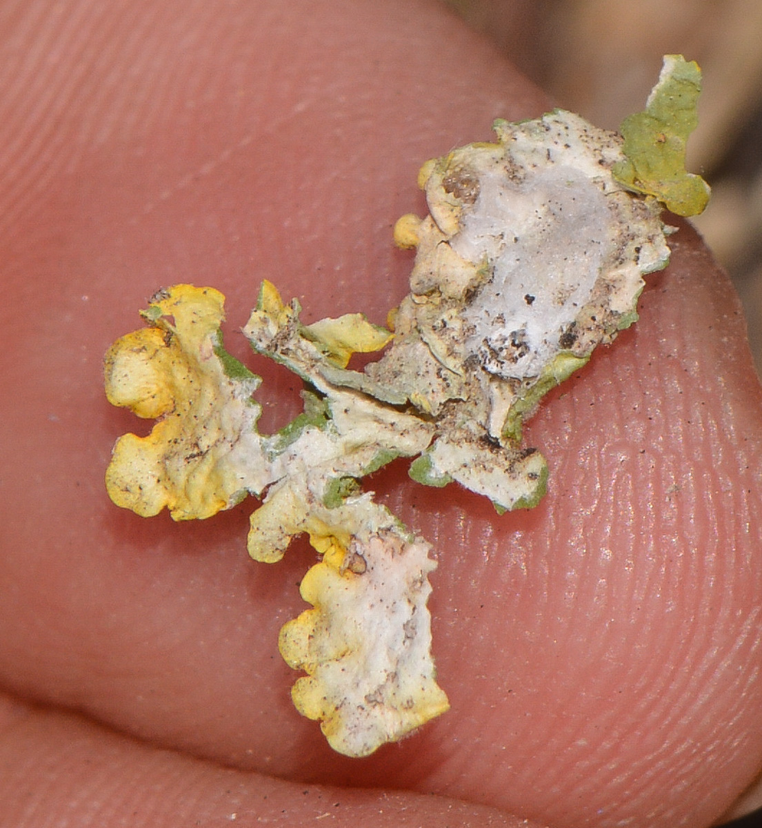 Image of Xanthoria parietina specimen.