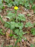 Ranunculus constantinopolitanus