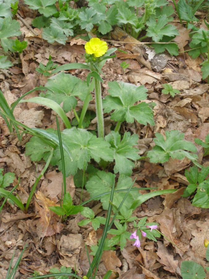 Изображение особи Ranunculus constantinopolitanus.