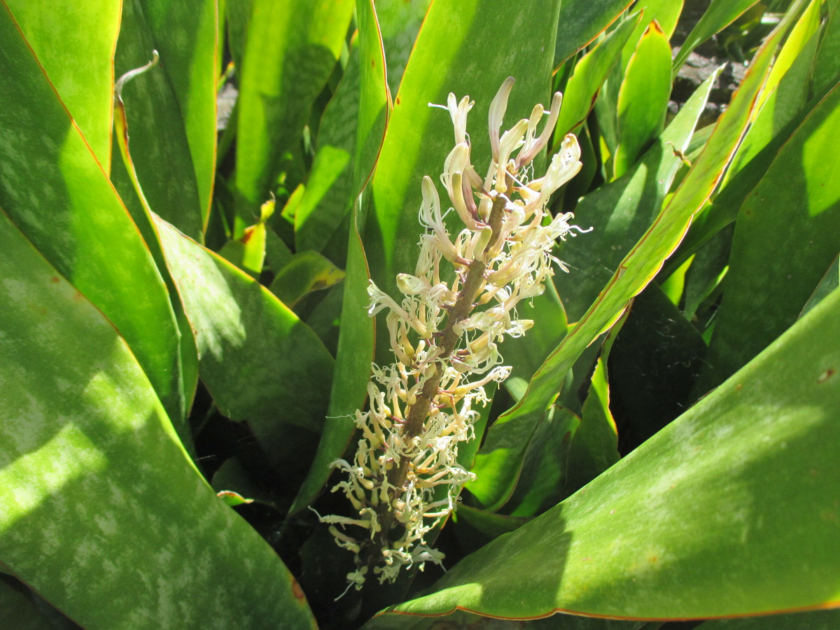 Image of Sansevieria liberica specimen.