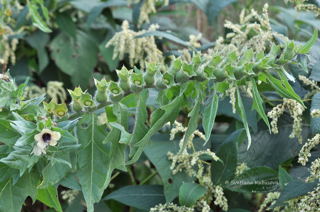 Изображение особи Hyoscyamus niger.