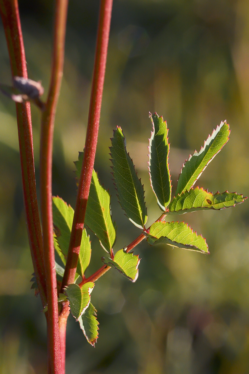 Изображение особи Sanguisorba alpina.