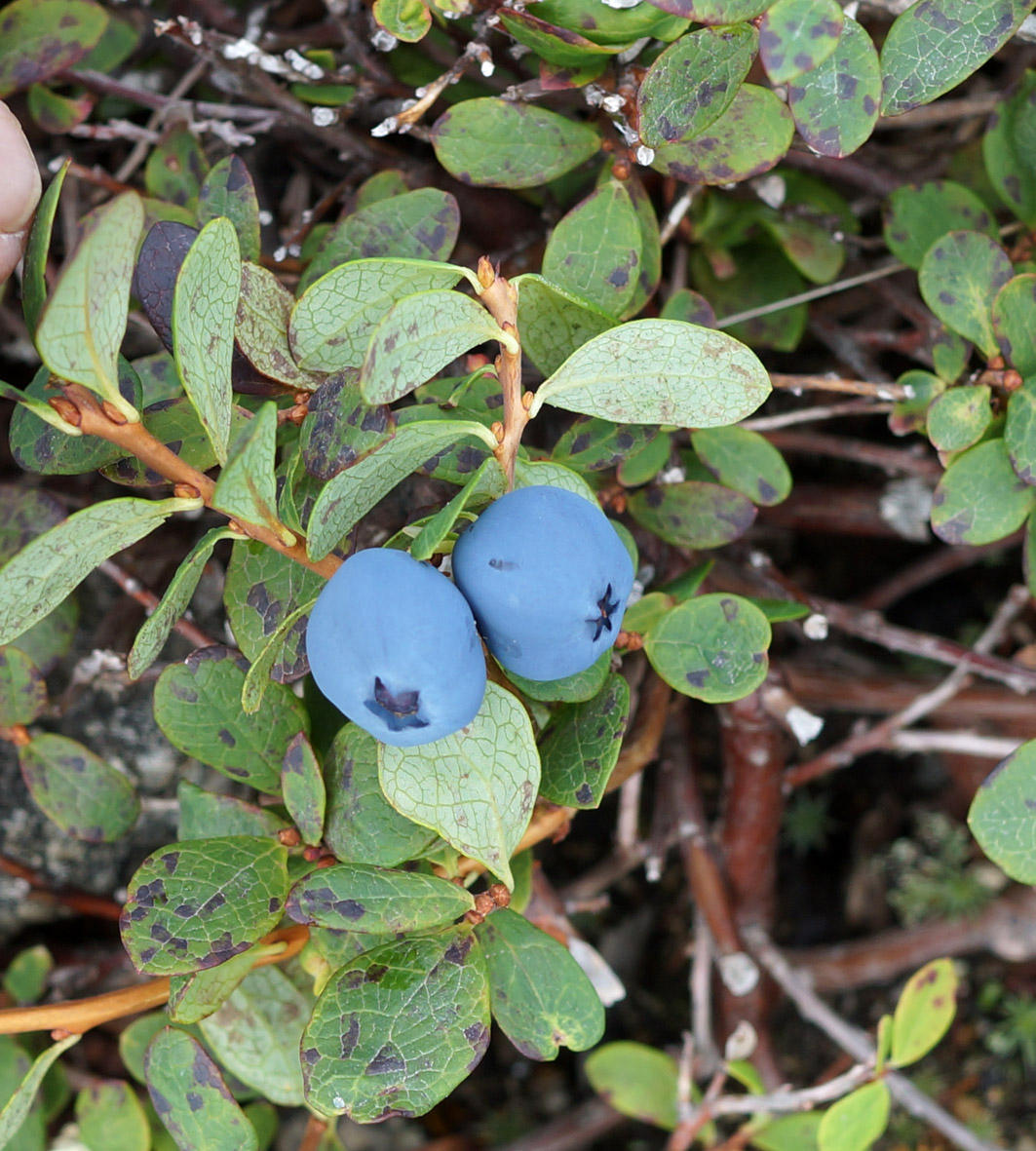 Image of Vaccinium uliginosum specimen.