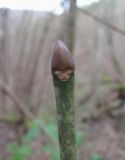 Staphylea pinnata. Верхушка покоящегося мощного побега. Краснодарский край, Абинский р-н, окр. пос. Новый, широколиственный лес. 27.12.2017.