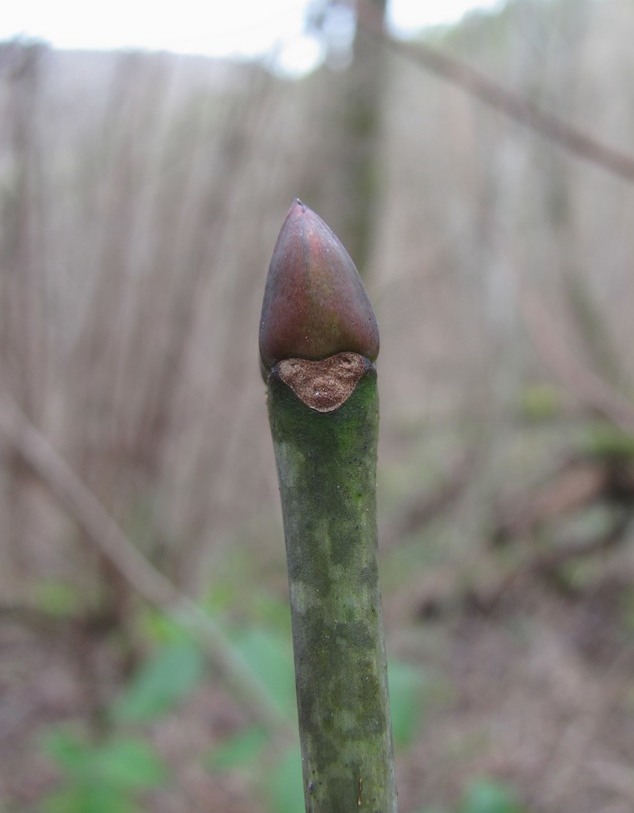 Image of Staphylea pinnata specimen.