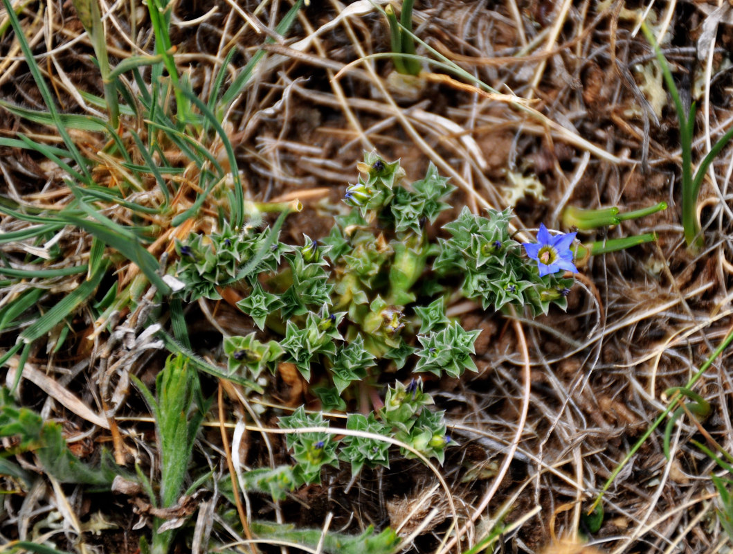 Image of Gentiana squarrosa specimen.