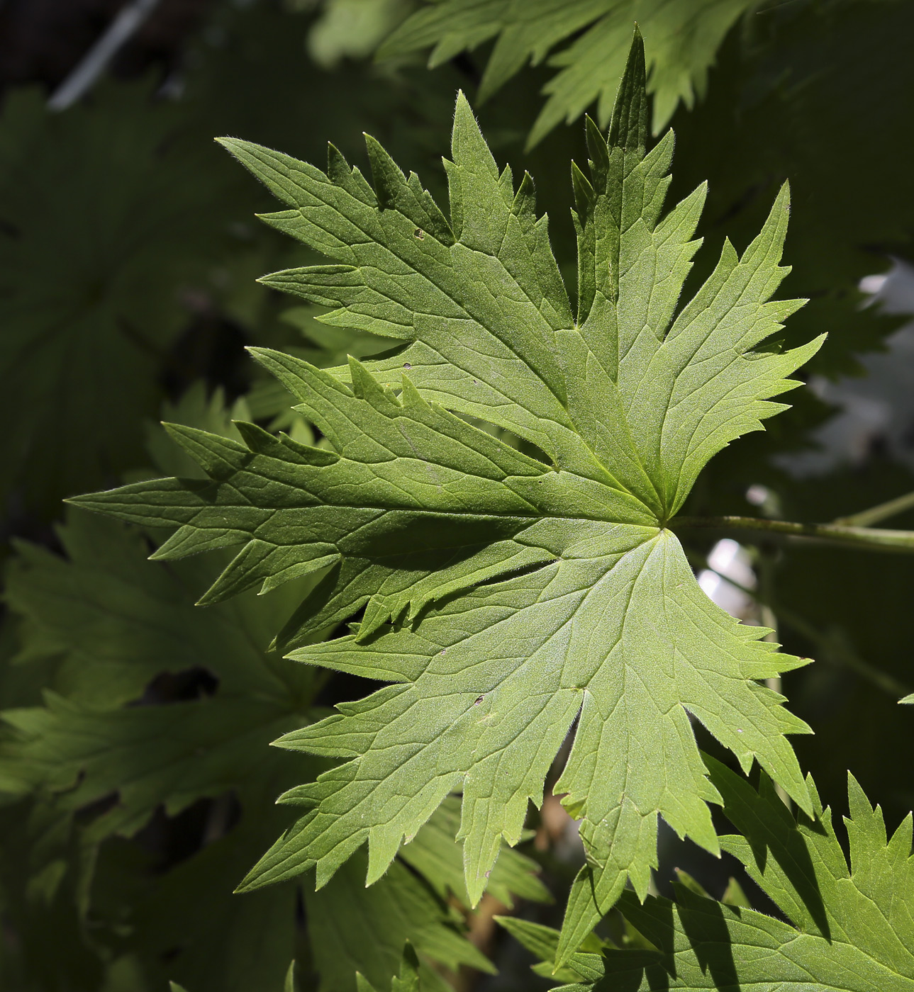 Image of Delphinium &times; phoeniceum specimen.