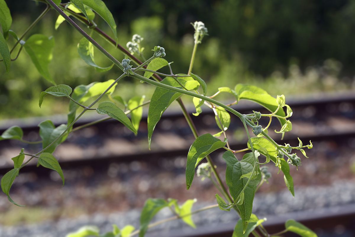 Image of Clematis vitalba specimen.