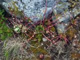 Sempervivum caucasicum. Вегетирующие растения. Абхазия, Рицинский реликтовый национальный парк, гора Ацытаку, ≈ 2100 м н.у.м., на поросших мхом камнях. 11.07.2017.