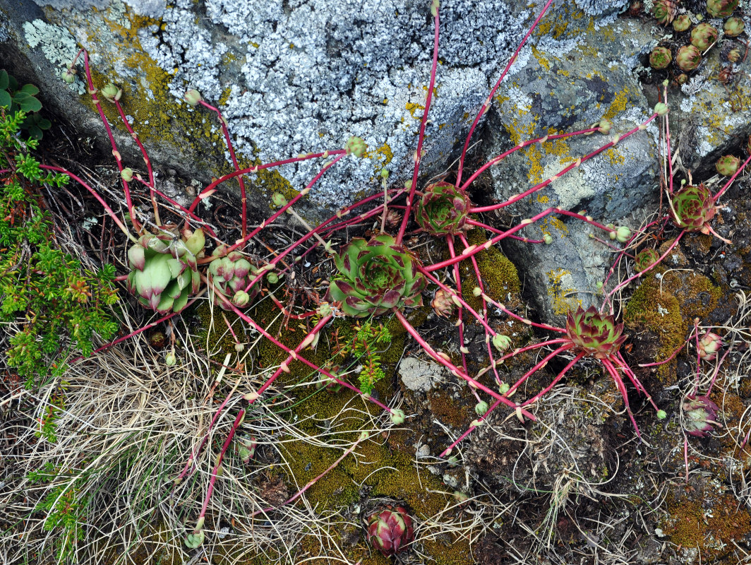 Изображение особи Sempervivum caucasicum.