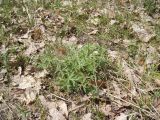 Pulsatilla patens