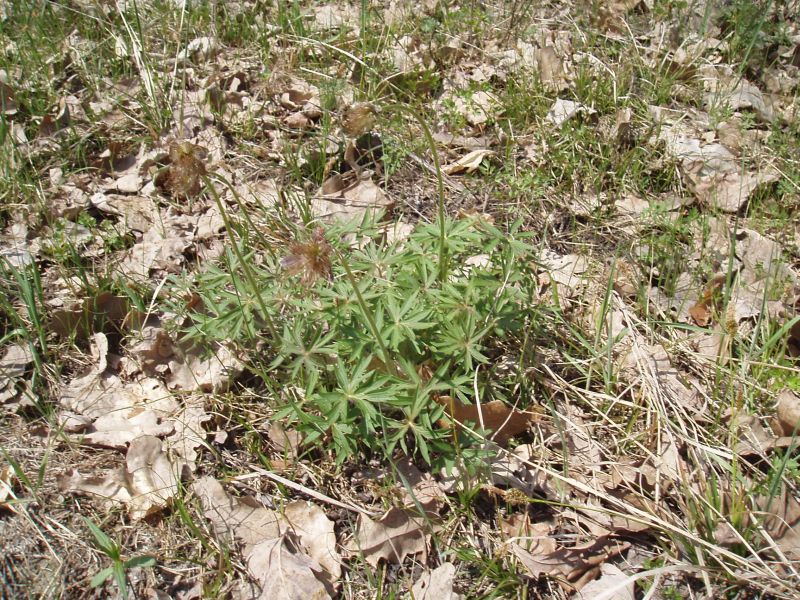 Image of Pulsatilla patens specimen.