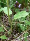 Prunella vulgaris. Нижняя часть растения. Свердловская обл., окр. г. Североуральск, р-н скал Грюнвальда, поляна. 12.07.2017.