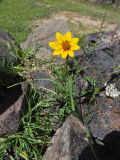 familia Asteraceae. Цветущее растение. Перу, регион Куско, археологический памятник Ракчи, выс. ок. 3500 м н.у.м. 11.03.2014.