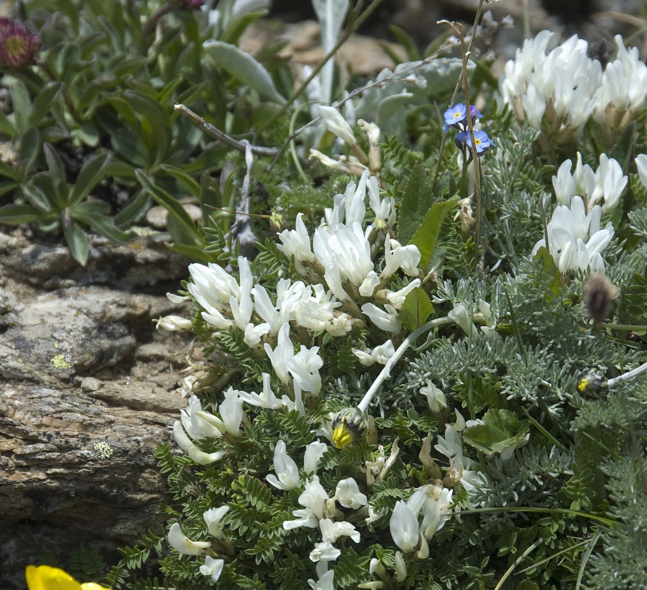 Изображение особи Astragalus levieri.