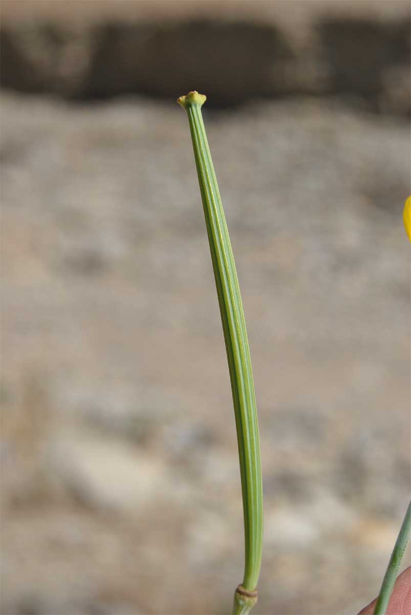 Image of Hunnemannia fumariifolia specimen.
