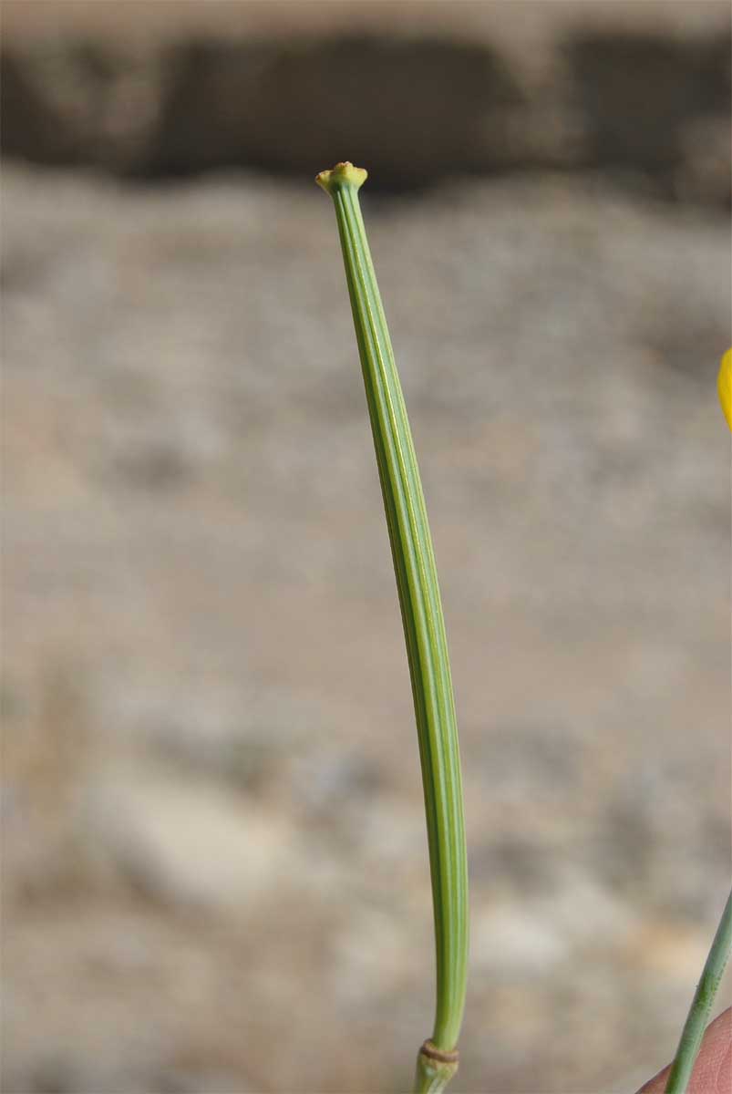 Изображение особи Hunnemannia fumariifolia.