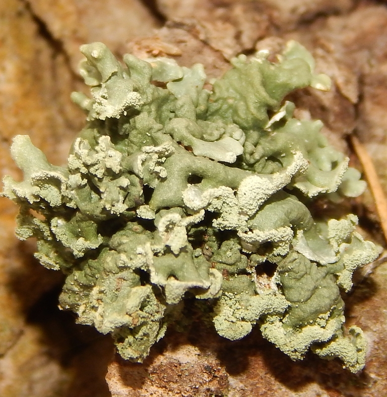 Image of Hypogymnia physodes specimen.