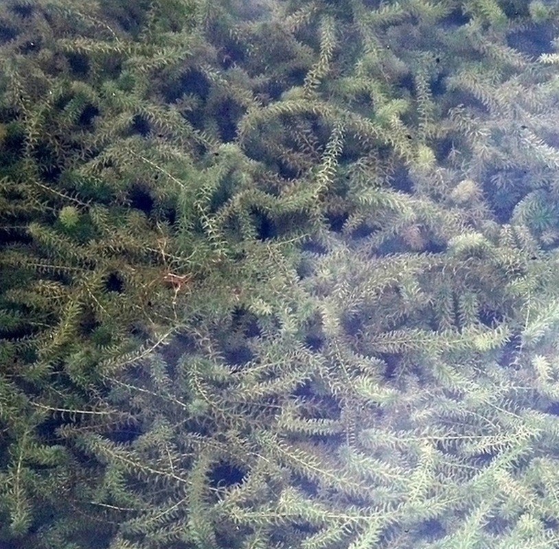 Image of Hydrilla verticillata specimen.
